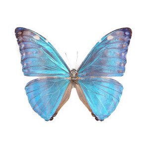 MORPHO MARCUS ADONIS 